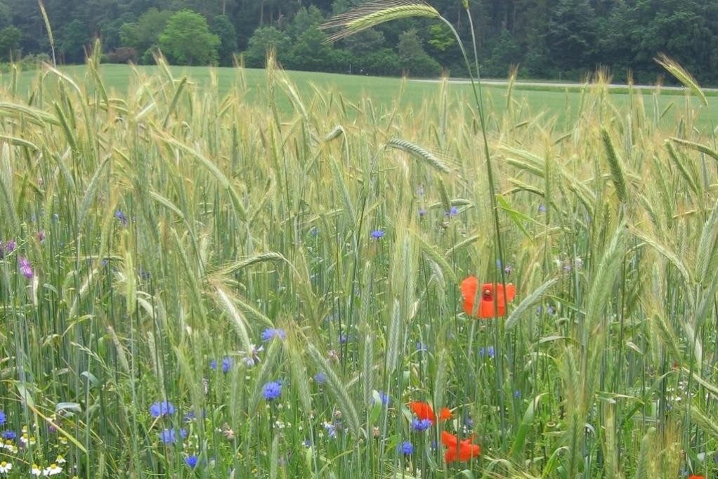 Getreideacker mit Wildkrautflora, (c) Rainer Oppermann