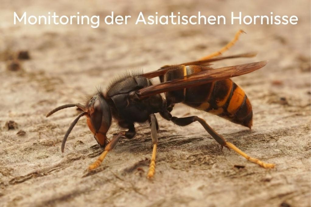 Aufruf zum Monitoring der Asiatischen Hornisse, (c) Canva