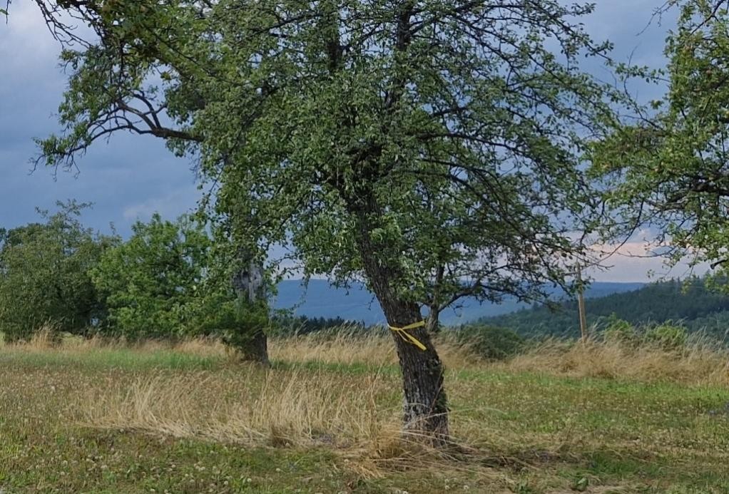 Obstbaum mit gelbem Band, (c) LRA NOK